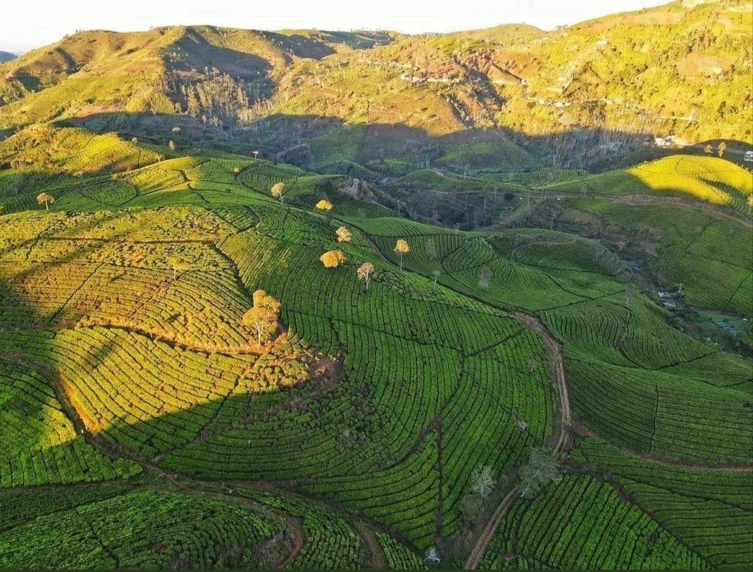 Hamparan kebun teh dan pegunungan Pangalengan